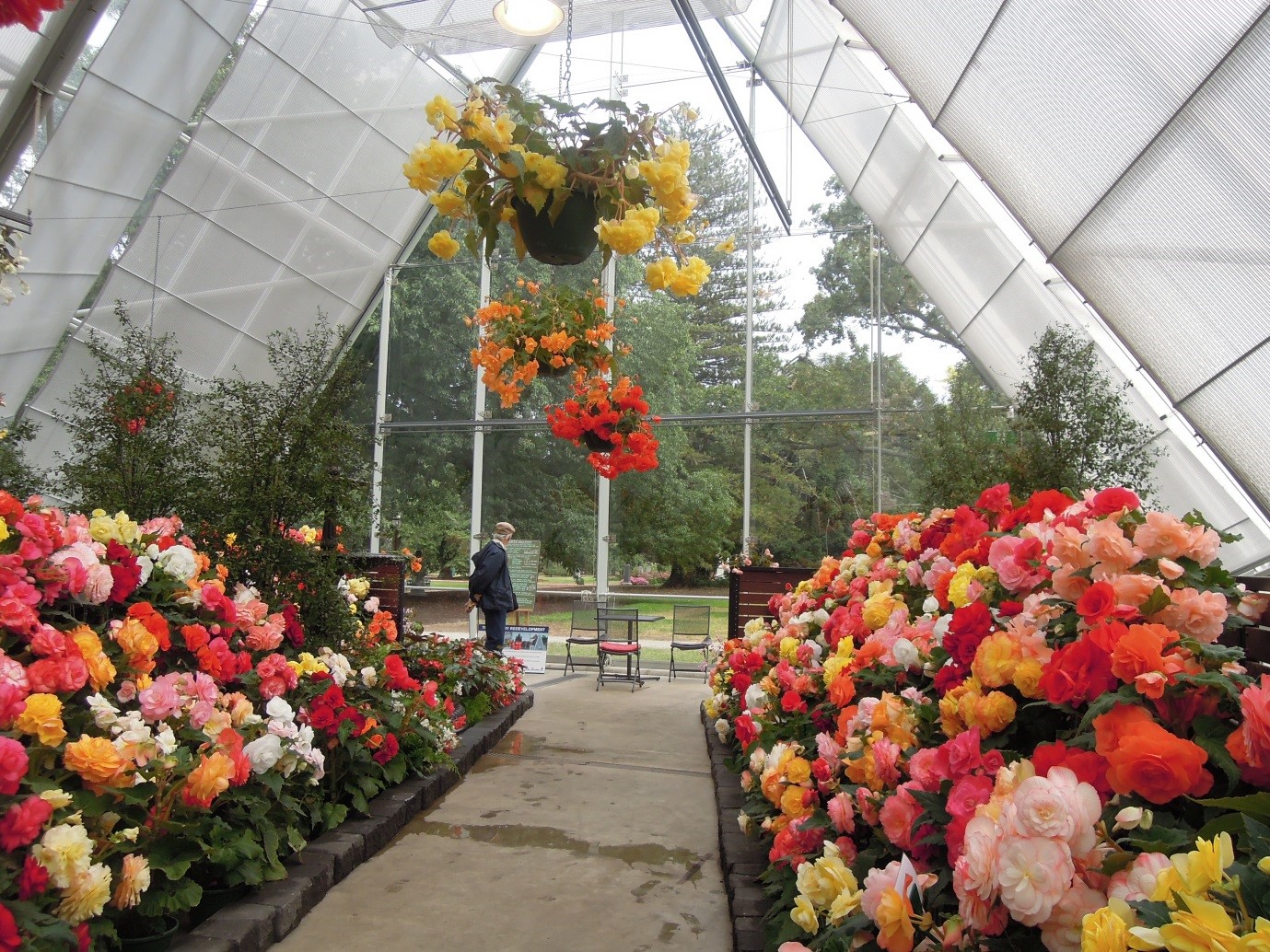 Ballarat Begonia Festival.jpg